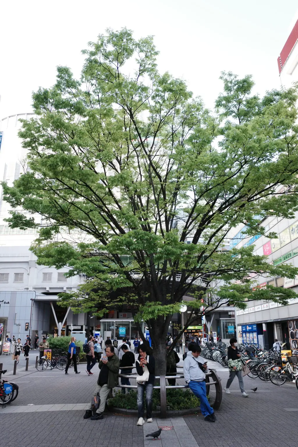 东京街拍 photo 18